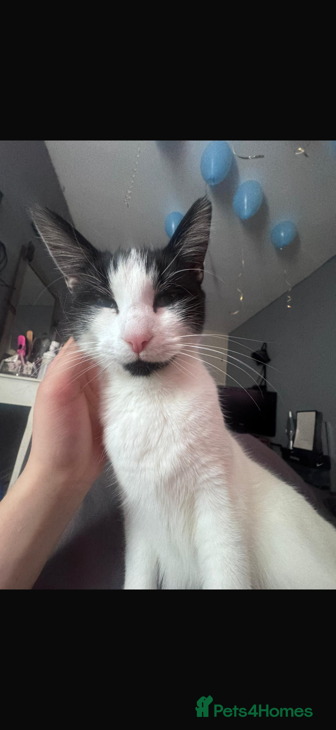 Domestic Shorthair cats for sale: CAT FOR SALE (CALI)  - Image 4