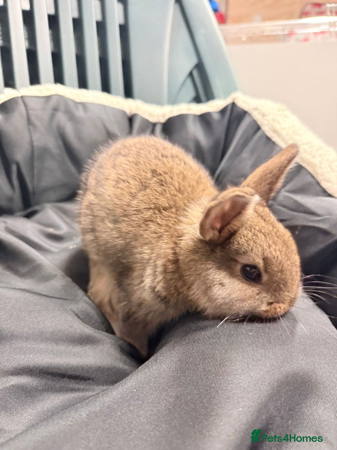 Mixed Breed rabbits for sale: Baby bunnies - Advert 10