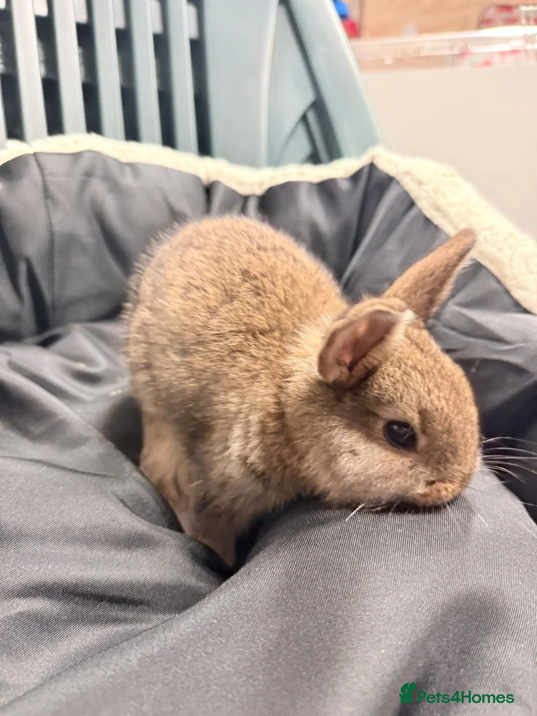 Mixed Breed rabbits for sale: Baby bunnies - Advert 10