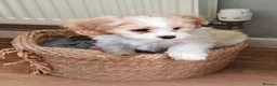Cavachon dogs for sale: Cavachon - Advert 3