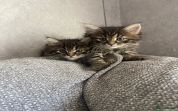 Mixed Breed cats for sale: Last one left! Mixed Breed Mini Maine Coon Dupes - Image 19