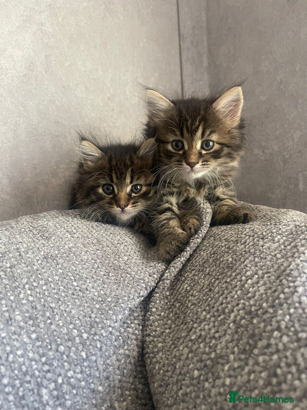 Mixed Breed cats for sale: Last one left! Mixed Breed Mini Maine Coon Dupes - Image 19