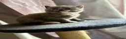 British Shorthair cats for sale: British Shorthair  - Advert 12