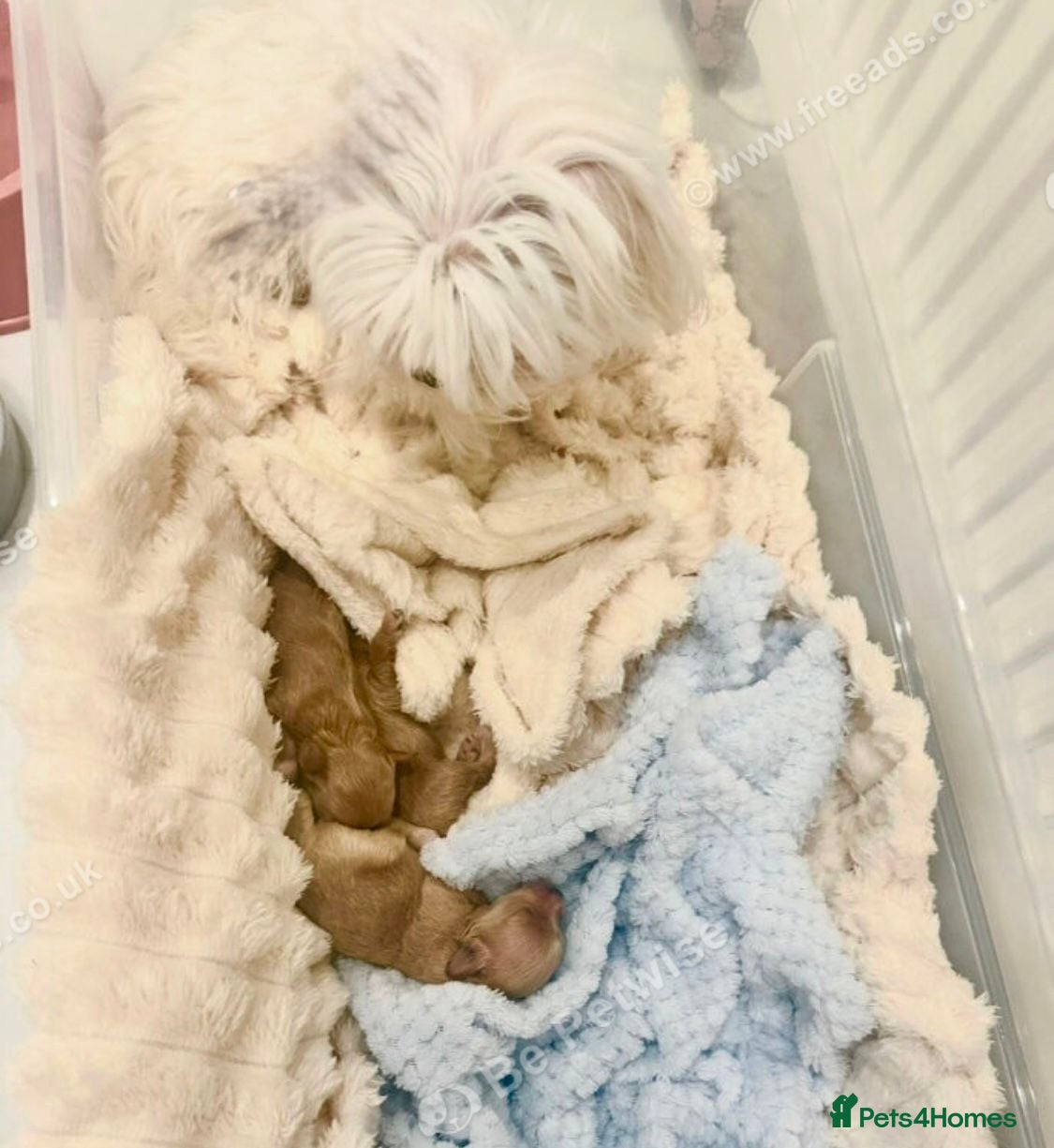 Maltipoo dogs Tiny Asian Poodle Dad  & Korea Maltese Mum 🫠 - Advert 3