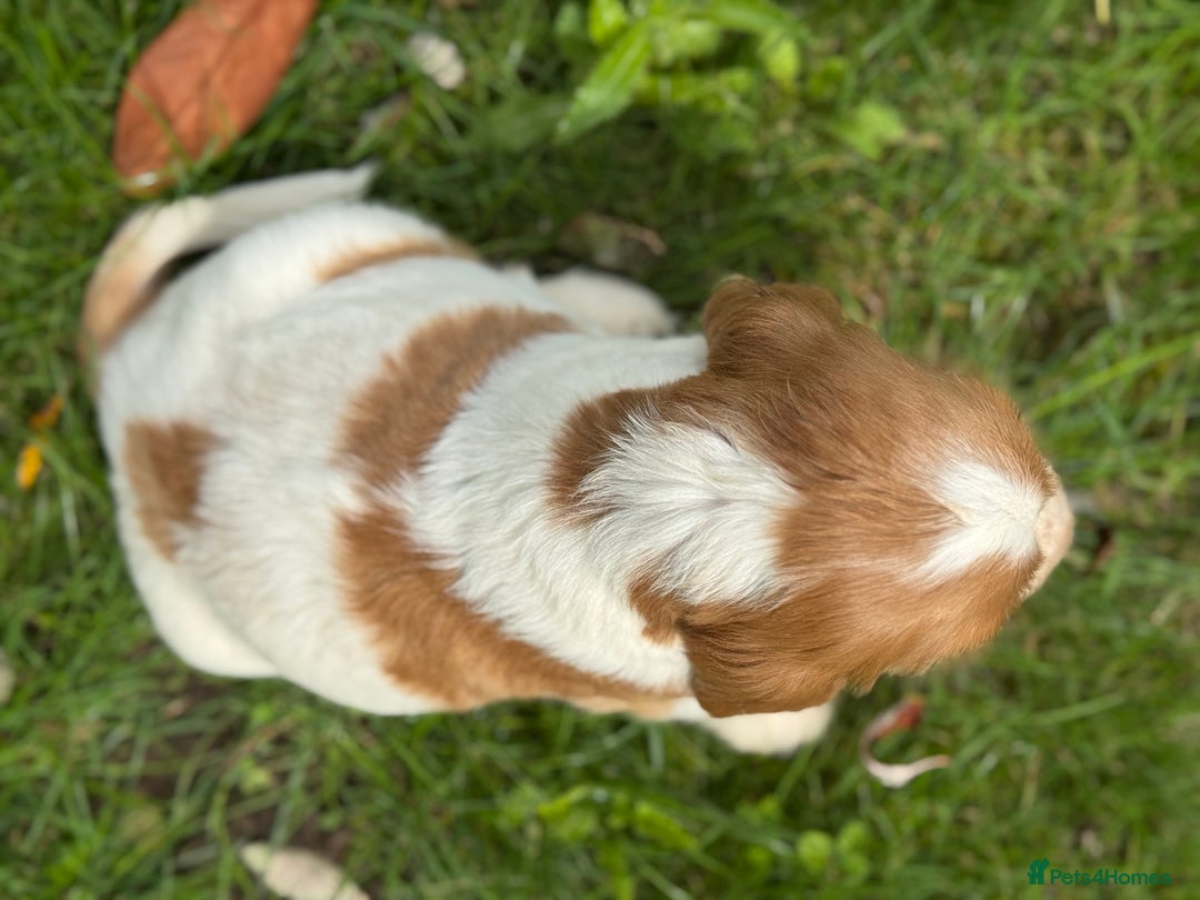 Cocker Spaniel dogs for sale: 100% SHOW TYPE HEALTH TESTED COCKERSPANIELS - Image 7