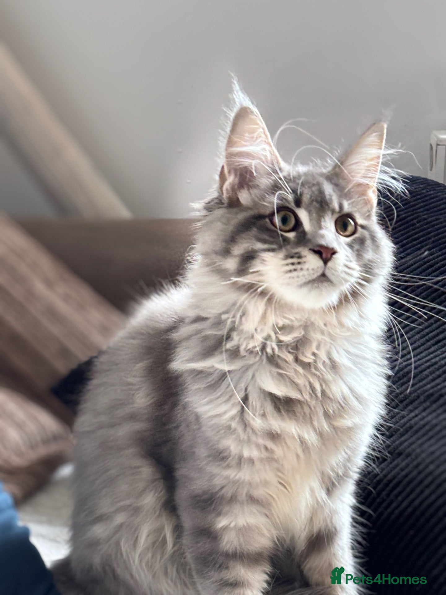 Maine Coon cats 🐾 STUNNING MAINE COON BOY – UNIQUE COAT 🐾 - Advert 1