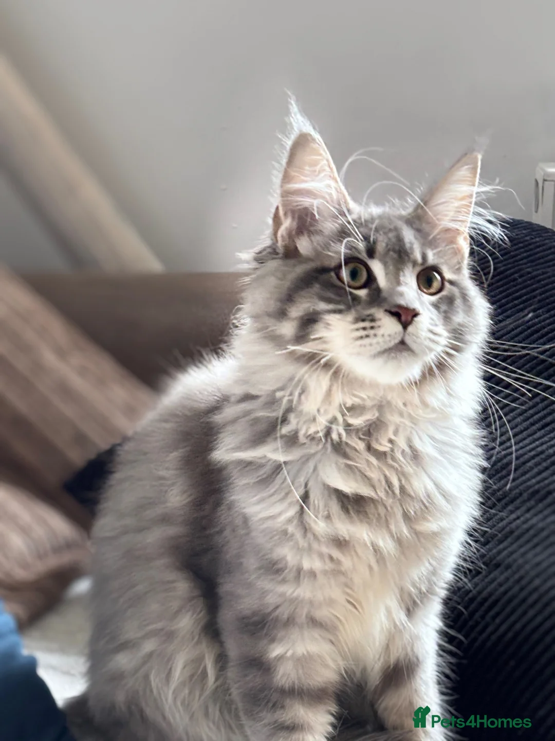 Maine Coon cats for sale: 🐾 STUNNING MAINE COON BOY – UNIQUE COAT 🐾 - Advert 1