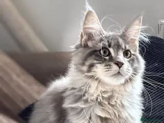 Maine Coon cats 🐾 STUNNING MAINE COON BOY – UNIQUE COAT 🐾 - Advert 1