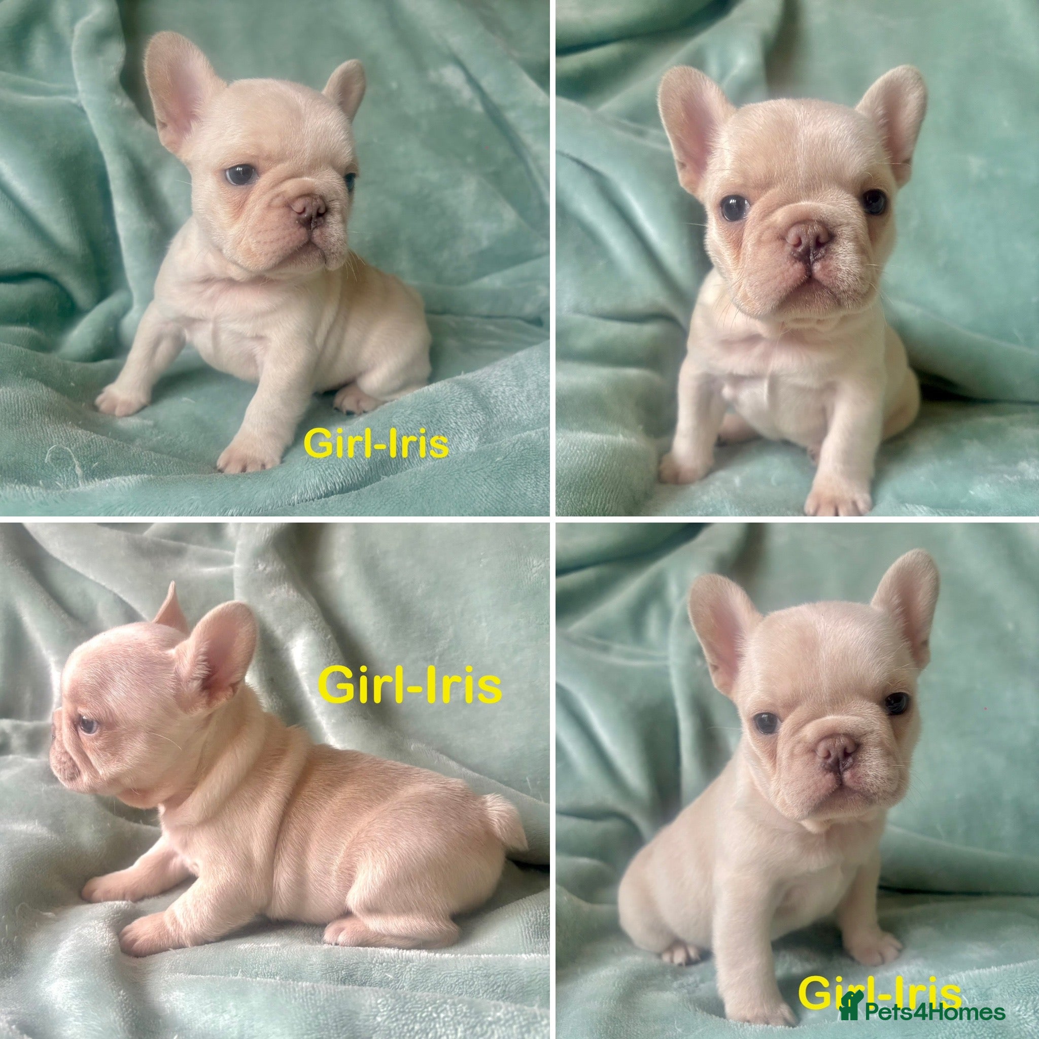 French Bulldog dogs French Bull Dog Puppies - Advert 19