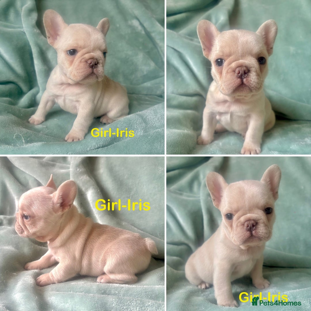 French Bulldog dogs for sale: Only 2 Girls left:French Bull Dog Puppies - Advert 5
