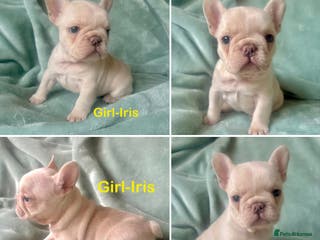 French Bulldog dogs French Bull Dog Puppies - Advert 19