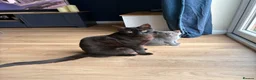 British Shorthair cats for sale: British Shorthair Kitten - Advert 13