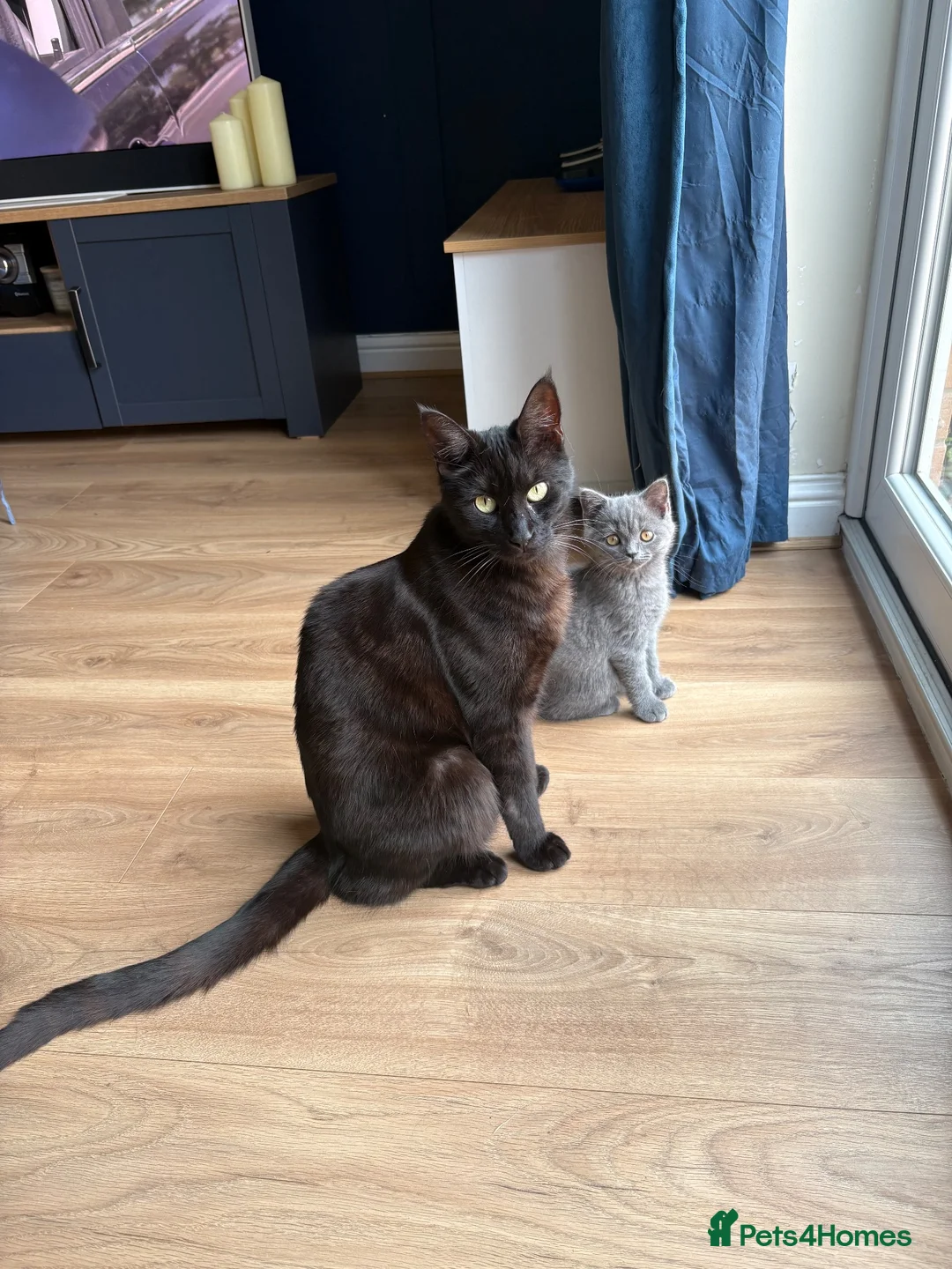 British Shorthair cats for sale: British Shorthair Kitten - Advert 13