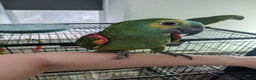 Parrots birds for sale: Hand reared super friendly blue fronted Amazons  - Advert 7