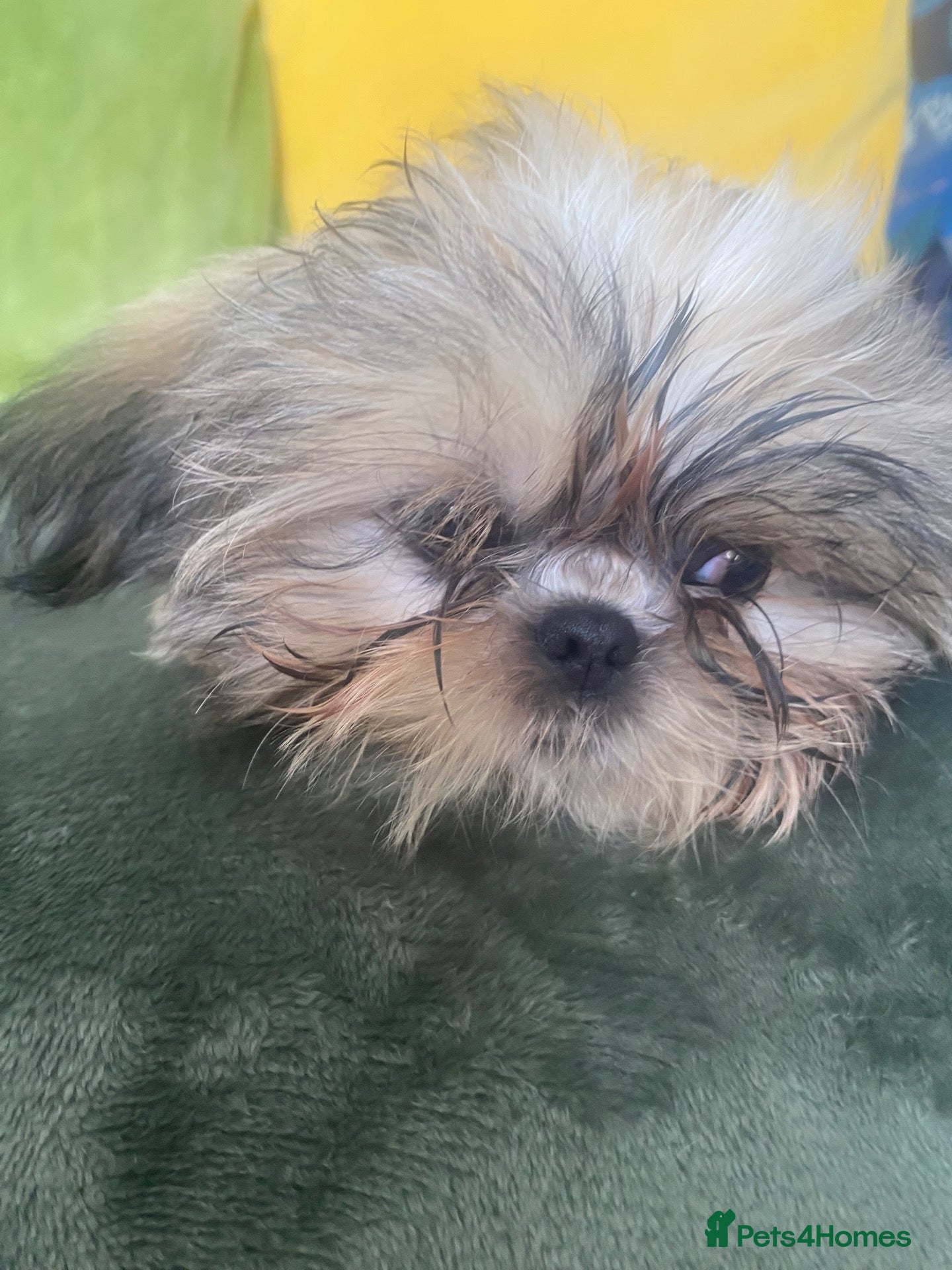Shih Tzu dogs Beautiful imperial shihtzu pups for sale  - Advert 1