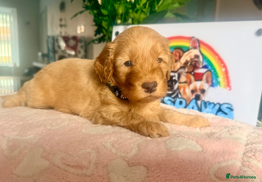 Cavapoo dogs for sale: Stunning F1b Cavapoo Puppies – 6 Girls & 2 Boys - Advert 2