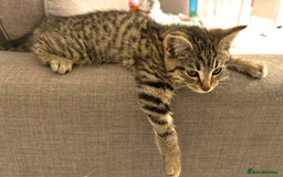 Bengal cats for sale: Gorgeous bengal boy for sale READY NOW!!! - Image 2
