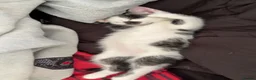Mixed Breed cats for sale: 11 Week Old Kitten for Sale - Advert 4