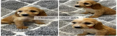 Cockapoo 4