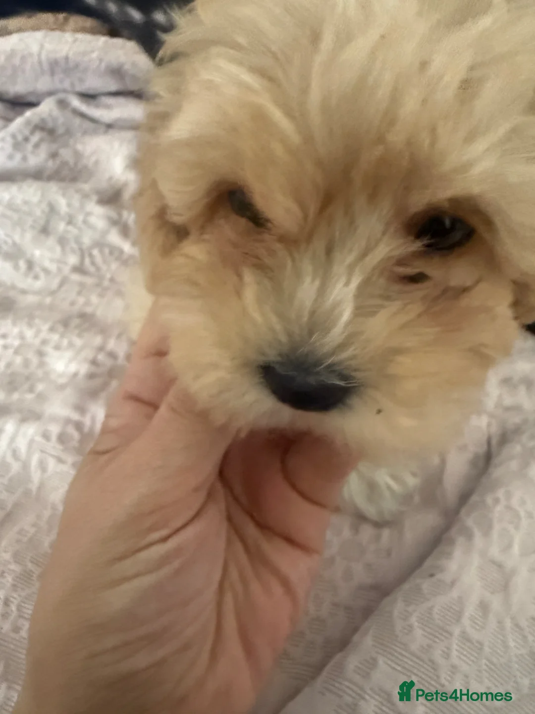 Maltipoo dogs for sale: 🧸5 stunning small teddy bears half Korean  🧸  - Advert 2