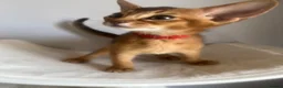 Abyssinian cats for sale: Adorable Abyssinian kittens - Advert 10