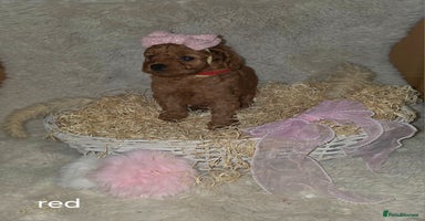 Cavapoo dogs - Advert 15