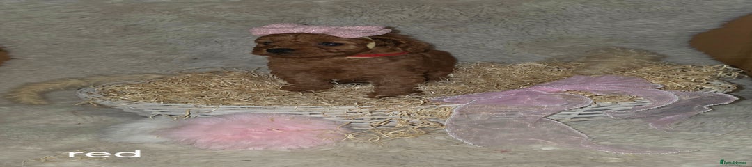 Cavapoo Puppy 3 (red)