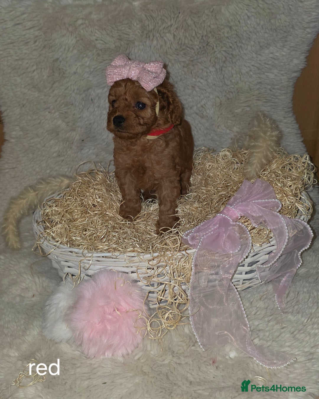 Cavapoo dogs for sale: Cavapoo f1b - Image 3