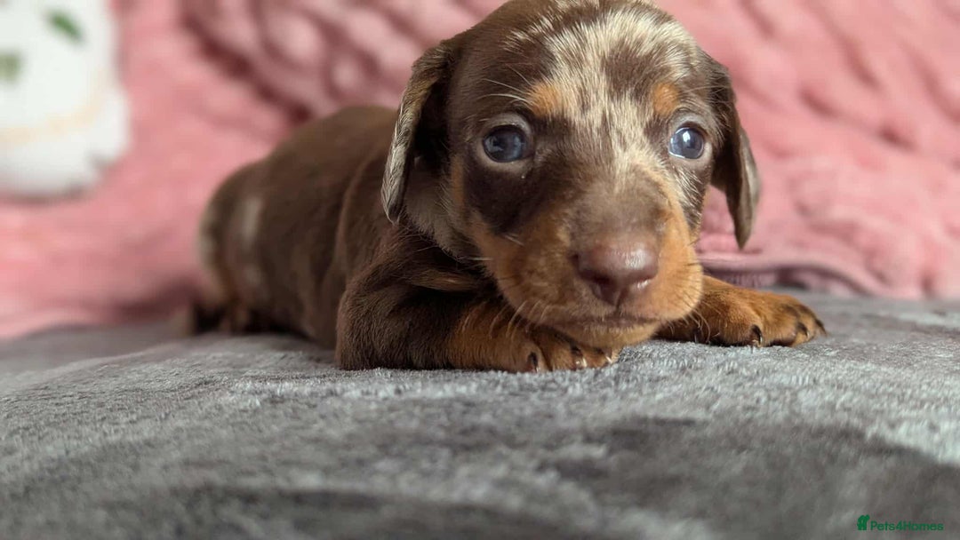 Miniature Dachshund dogs for sale: Beautiful KC miniature dachshund puppies - Image 19