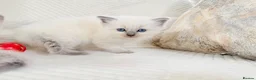 Ragdoll cats for sale: 3 Blue Point Kittens for sale - All Boys!! - Advert 31