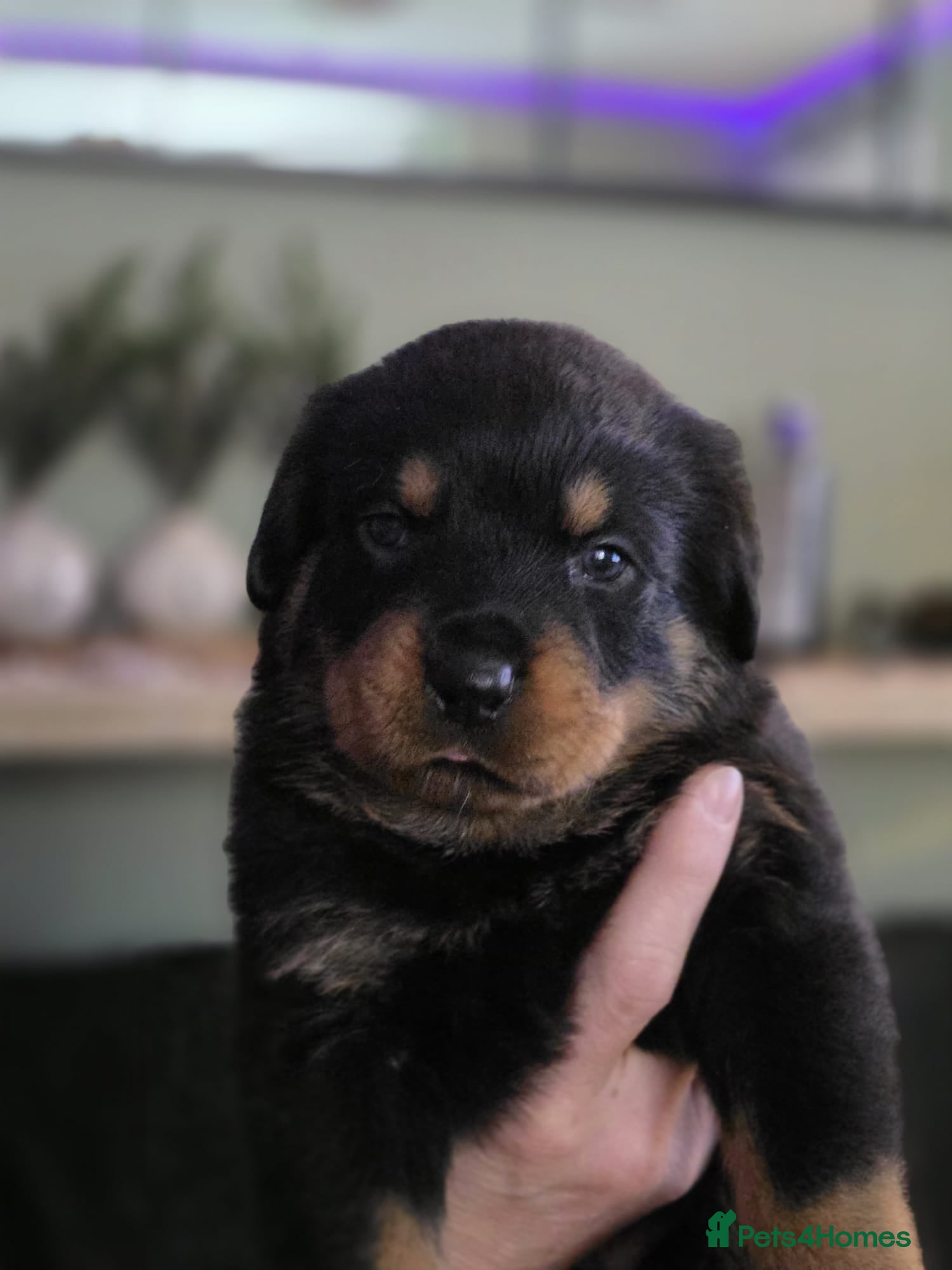 Rottweiler dogs Beautiful chunky Rottweiler puppies  - Advert 3