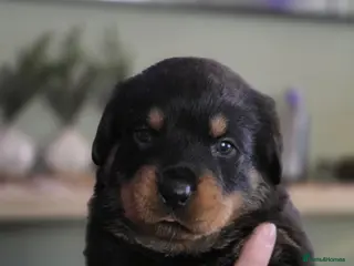 Rottweiler dogs Beautiful chunky Rottweiler puppies - Advert 3