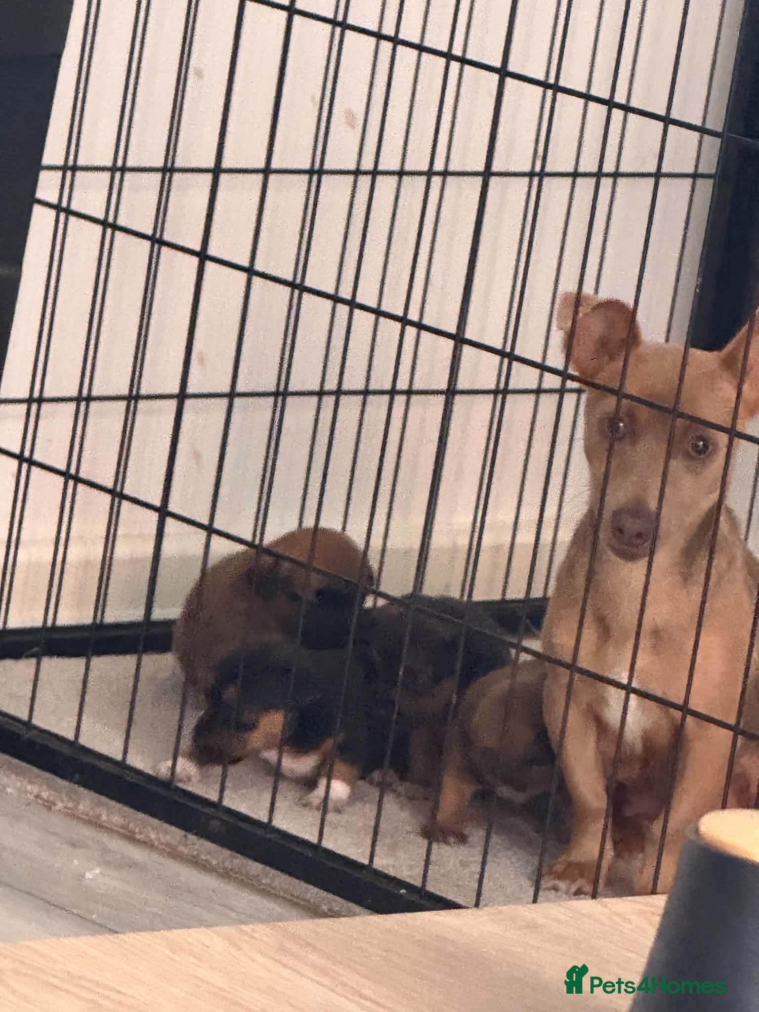 Jack Russell dogs for sale: Miniature Jack russell puppy's for sale  - Advert 20