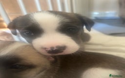 Mixed Breed dogs for sale: American bulldog x bullmastiff puppies - Image 5