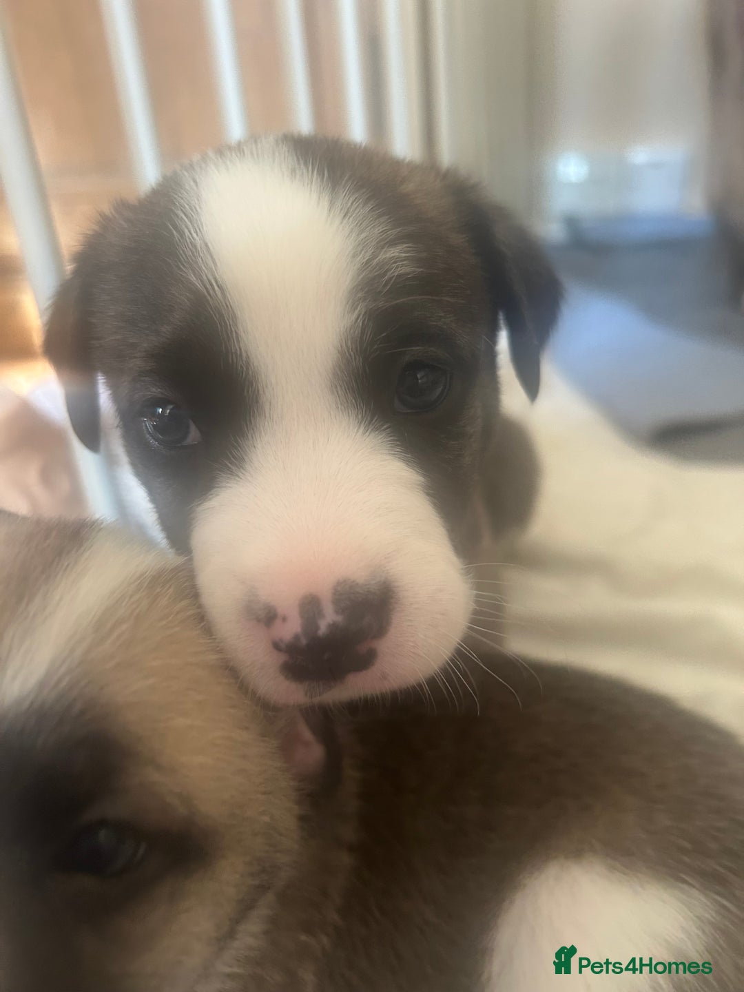 Mixed Breed dogs for sale: American bulldog x bullmastiff puppies - Image 5