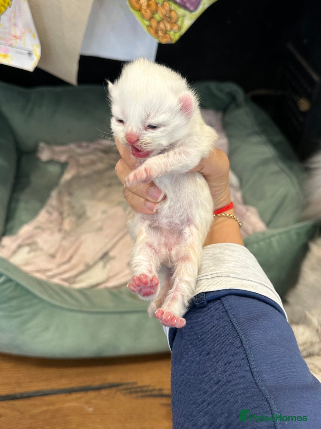 Persian cats for sale: Chinchilla kittens  - Image 5