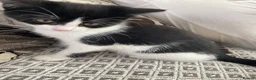 Mixed Breed cats for sale: Two beautiful black & white female kittens - Advert 20