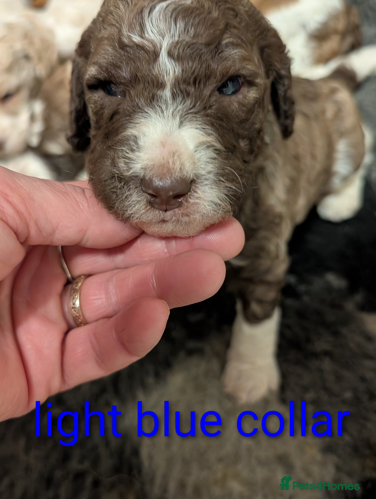 Standard Poodle dogs Viewing now, don't miss out.  - Advert 6