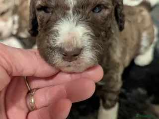 Standard Poodle dogs Viewing now, don't miss out. - Advert 6