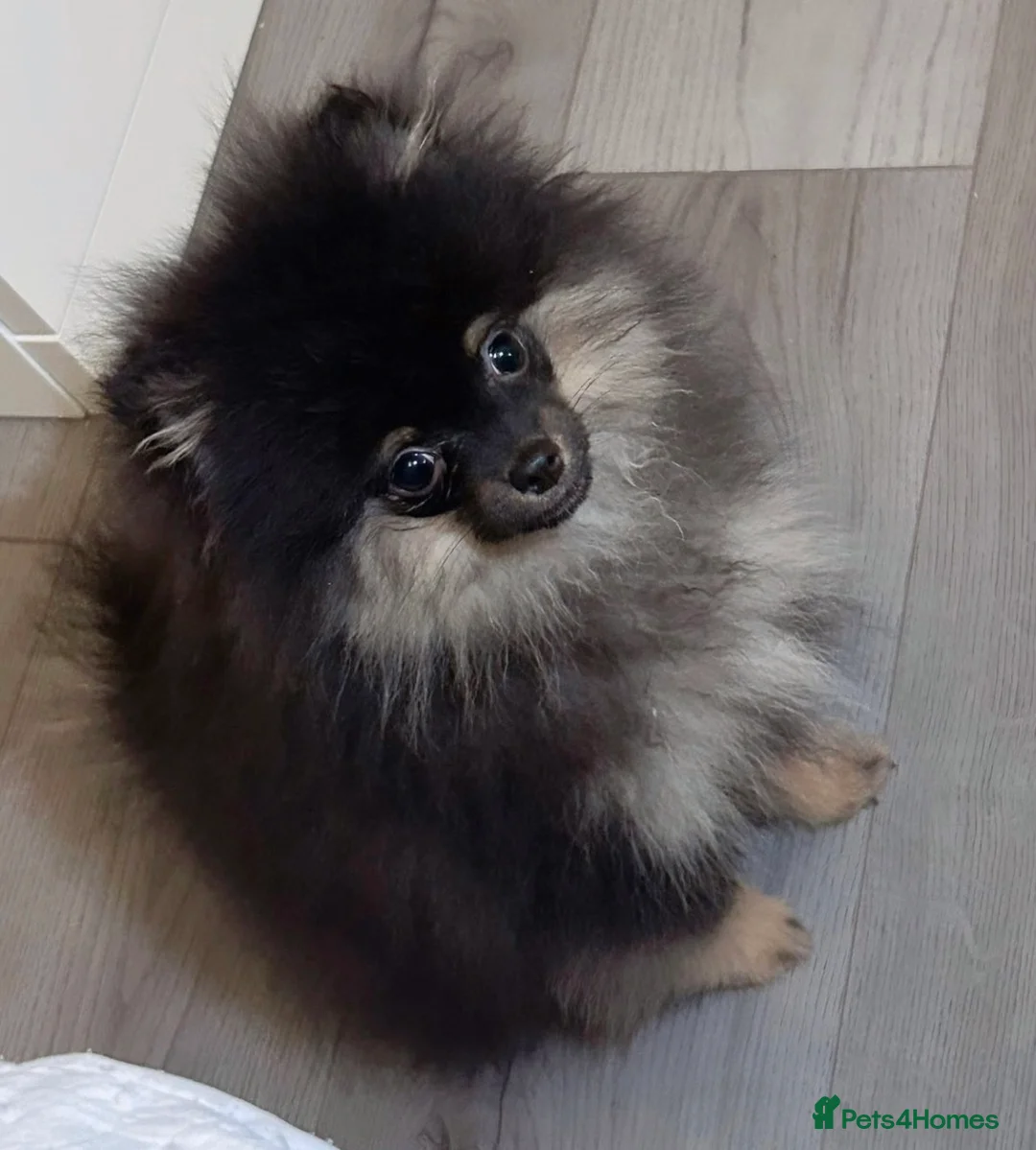 Pomeranian dogs for sale: Stunning Little Pomeranian Boy  - Advert 5