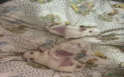 Maltese dogs for sale: Puppy  - Image 9