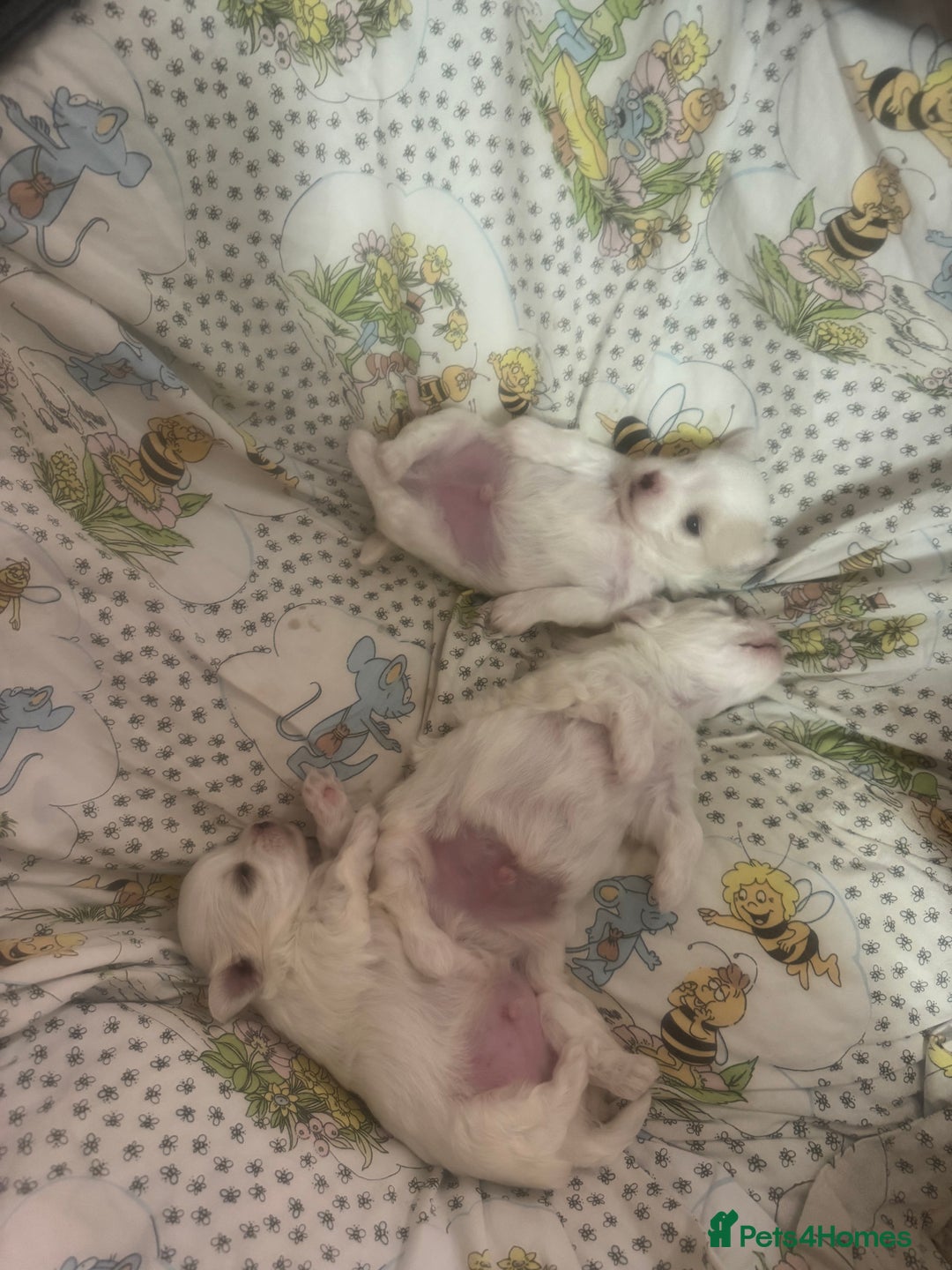 Maltese dogs for sale: Puppy  - Image 9