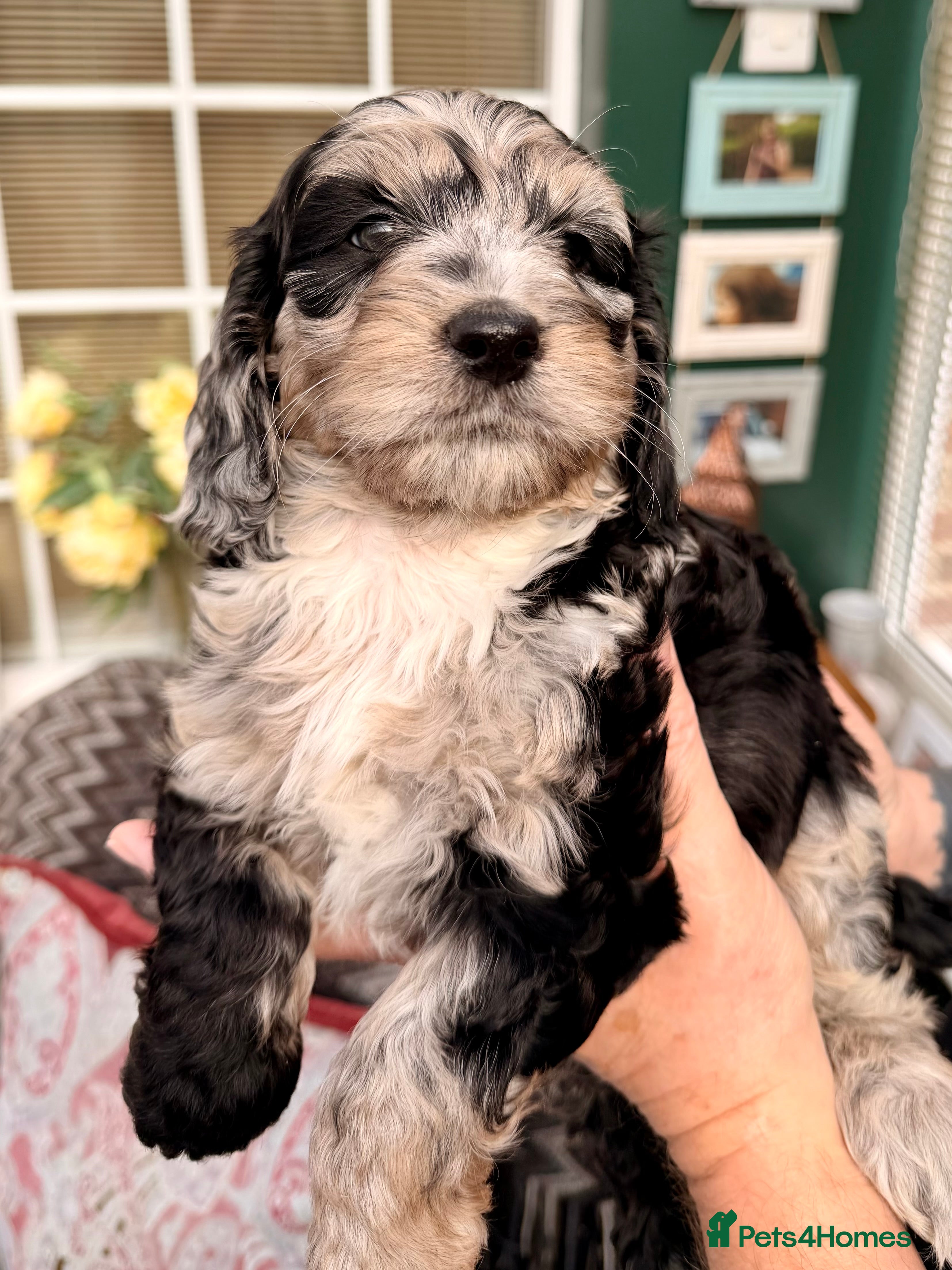 Cockapoo dogs F1 Cockapoo Puppies - Advert 3