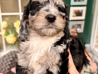 Cockapoo dogs F1 Cockapoo Puppies - Advert 3