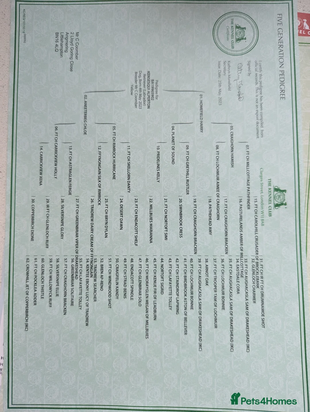 Labrador Retriever dogs for stud: Fox Red Champion Line Working Lab - Advert 5