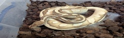 Python Snake reptiles for sale: 4 x Female Adult Ball Pythons Clown Orange Dream - Advert 1