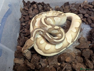 Python Snake reptiles 4 x Female Adult Ball Pythons Clown Orange Dream - Advert 1