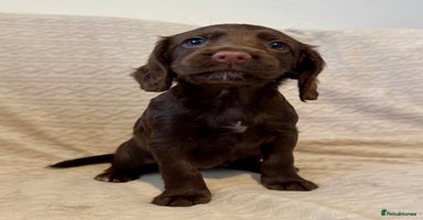 Cocker Spaniel dogs - Advert 8