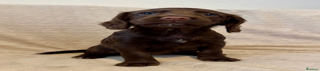 Cocker Spaniel Puppy 3