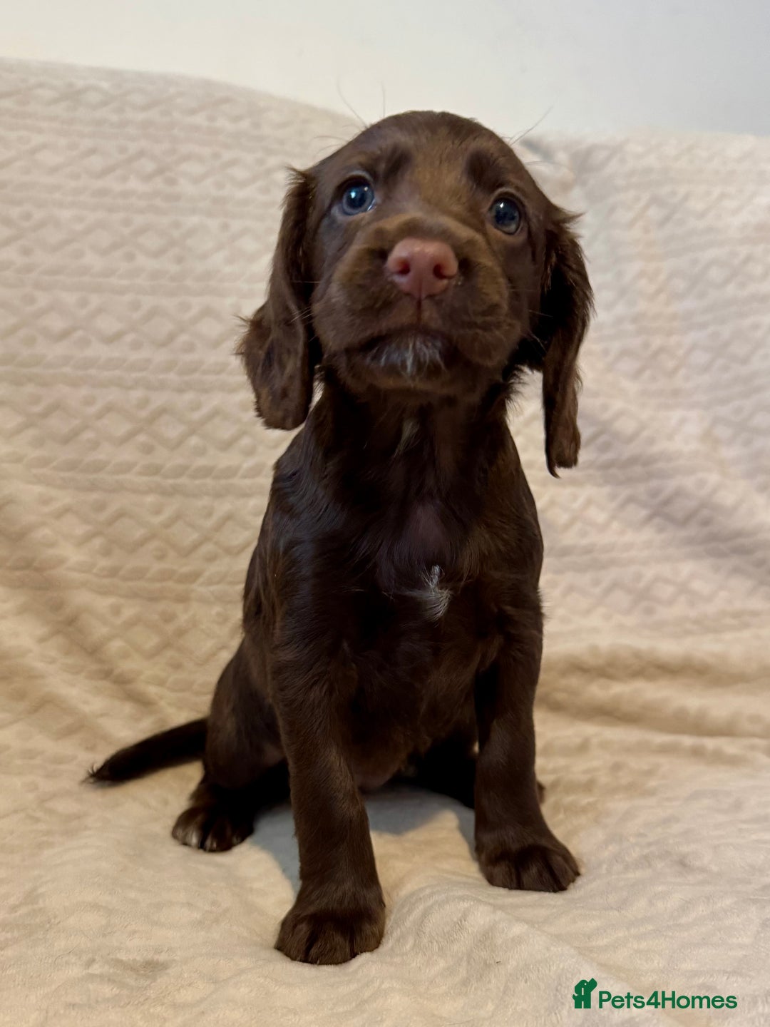 Cocker Spaniel dogs for sale: Last red girl left ready to leave now - Advert 4